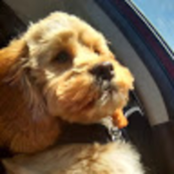 Meet your Posher, Rivie - Picture 1 of 1